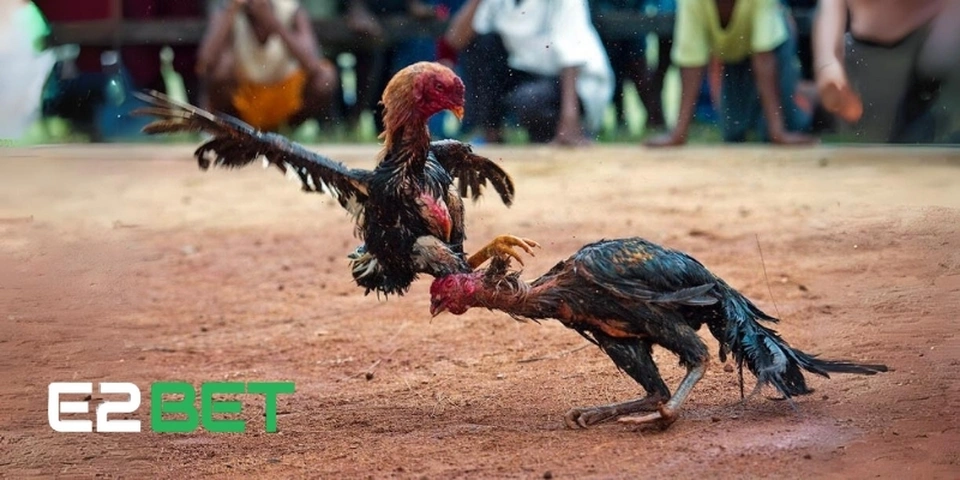 Lý do đá gà E2BET được yêu thích